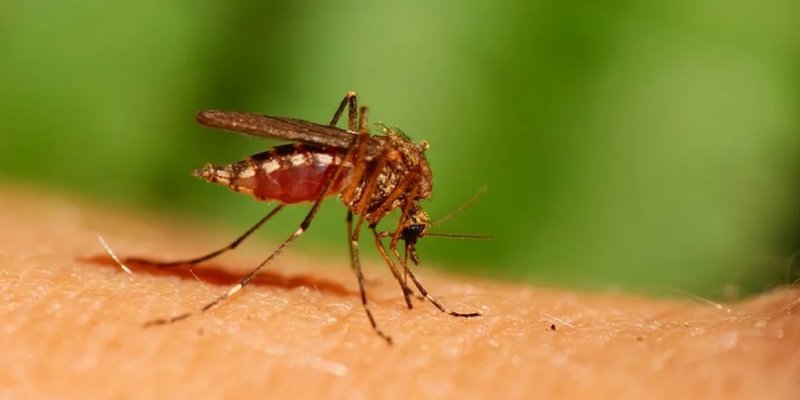 RUV: в Исландии впервые нашли комаров