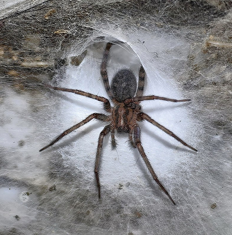 Крупнейшую в мире паутину с населением 111 000 пауков нашли в пещере на границе Албании и Греции