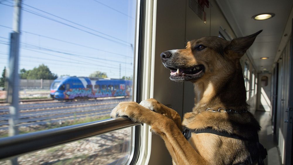 В БЖД сказали, можно ли провозить домашних животных в электричках и поездах