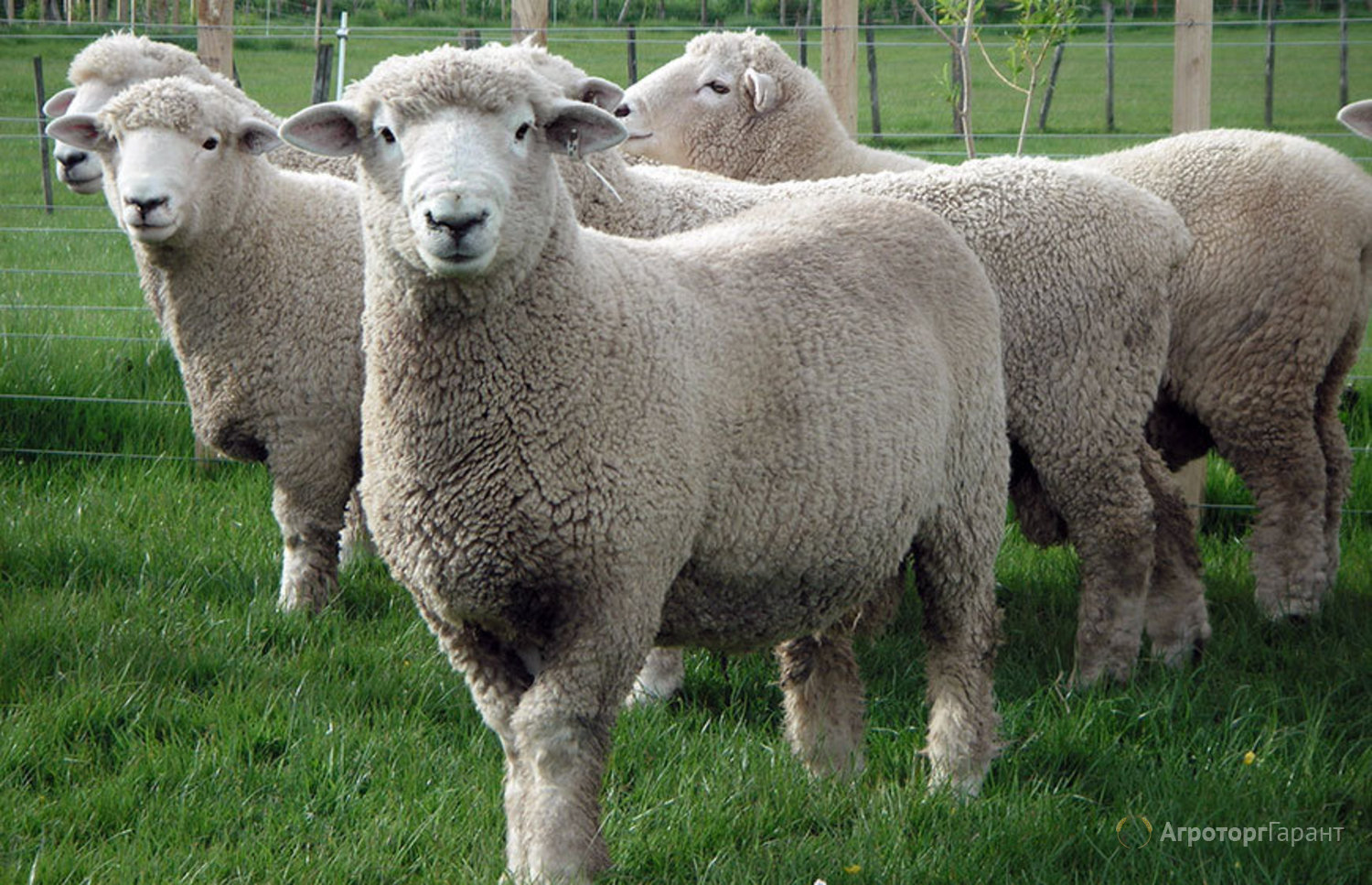 Под Жлобином у фермера арестовали стадо овец за неуплату алиментов и штрафов