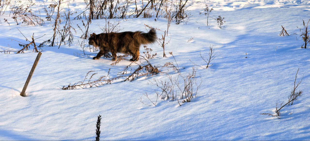 5 марта принято отмечать день Льва Катальщика